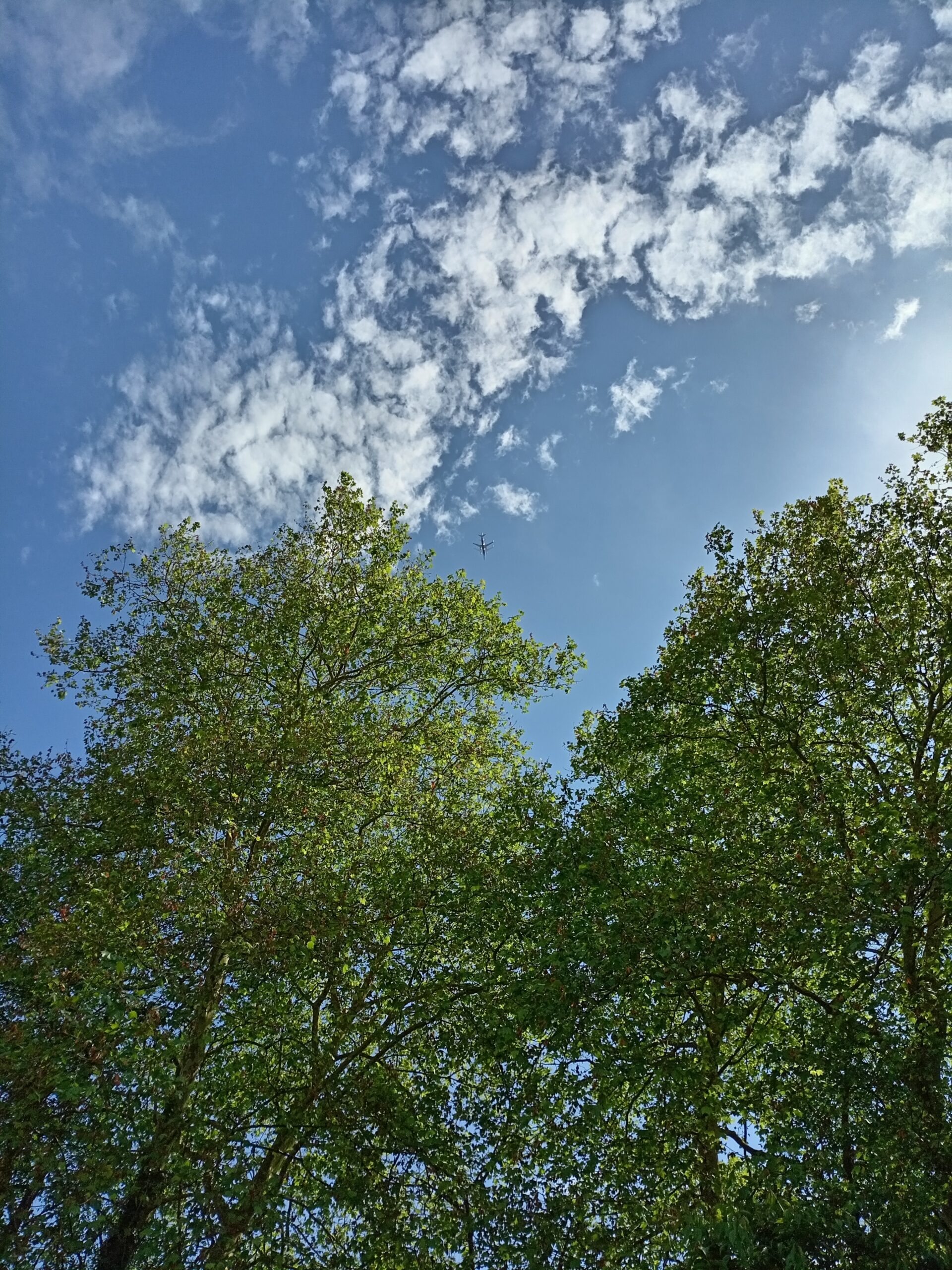 arbres verts et avion qui passe