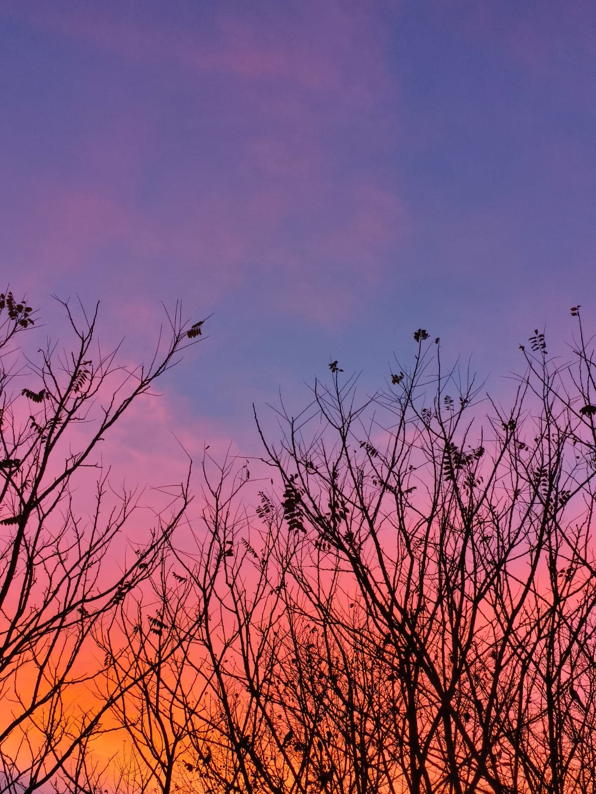 ciel rose orangé avec arbres