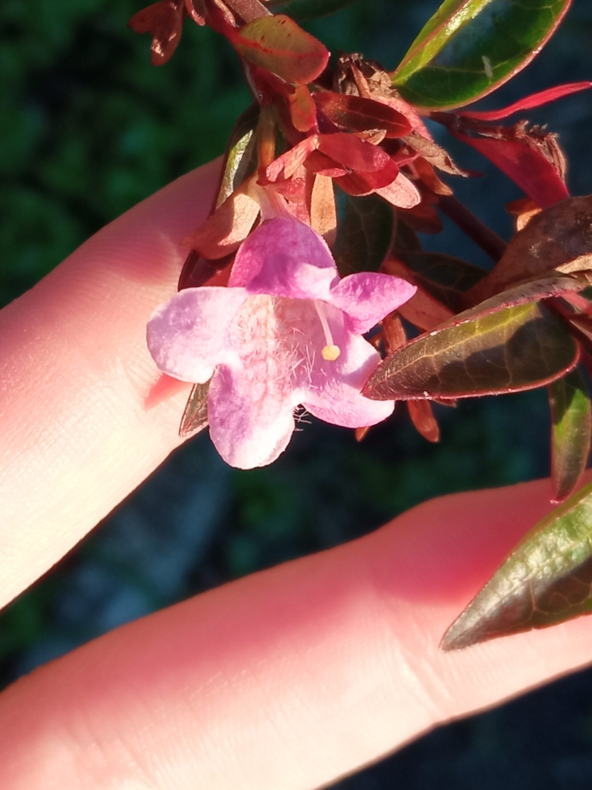 doigts tenant une petite fleur