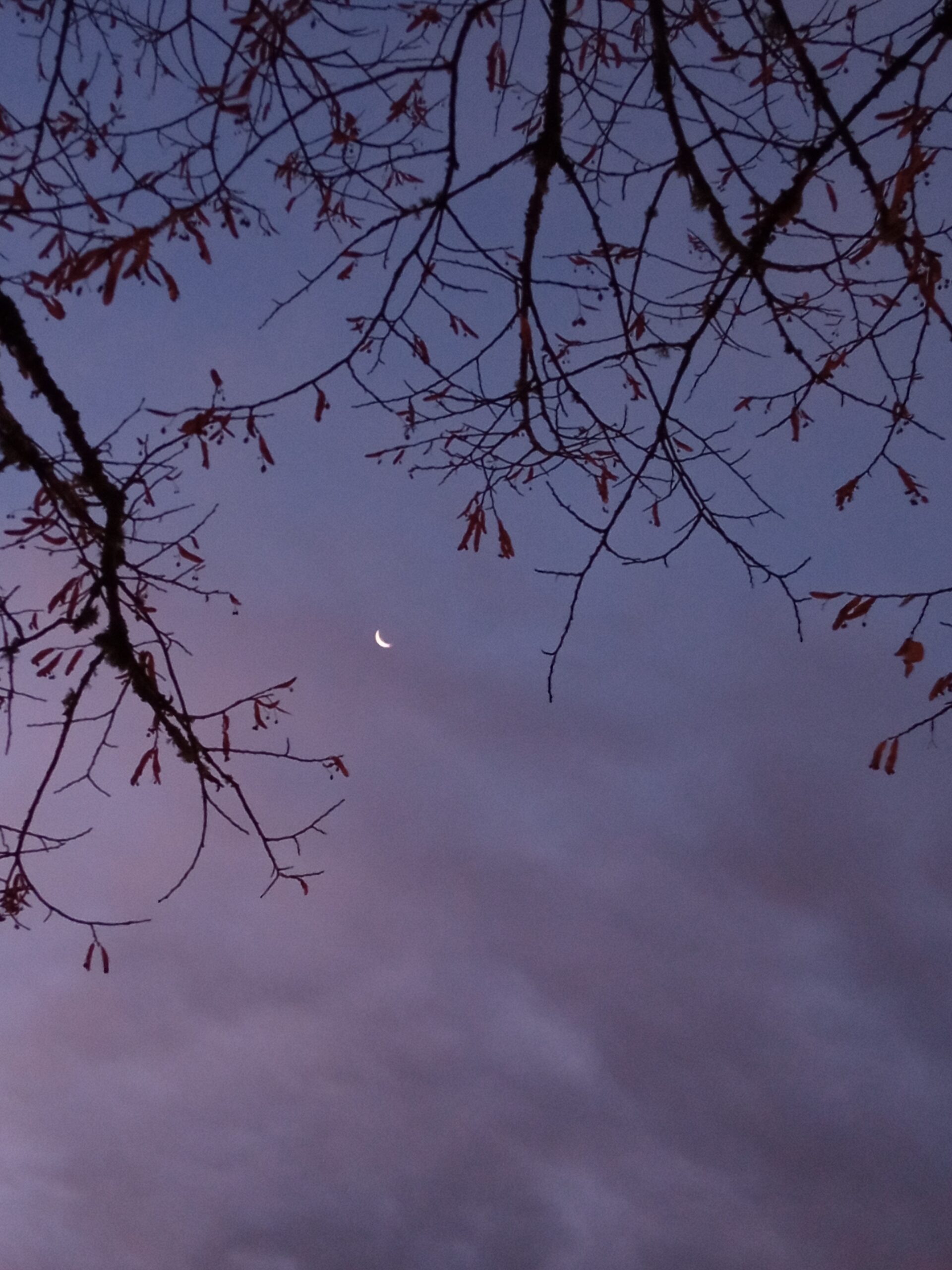 photo ciel violet avec branches d'arbres et la lune