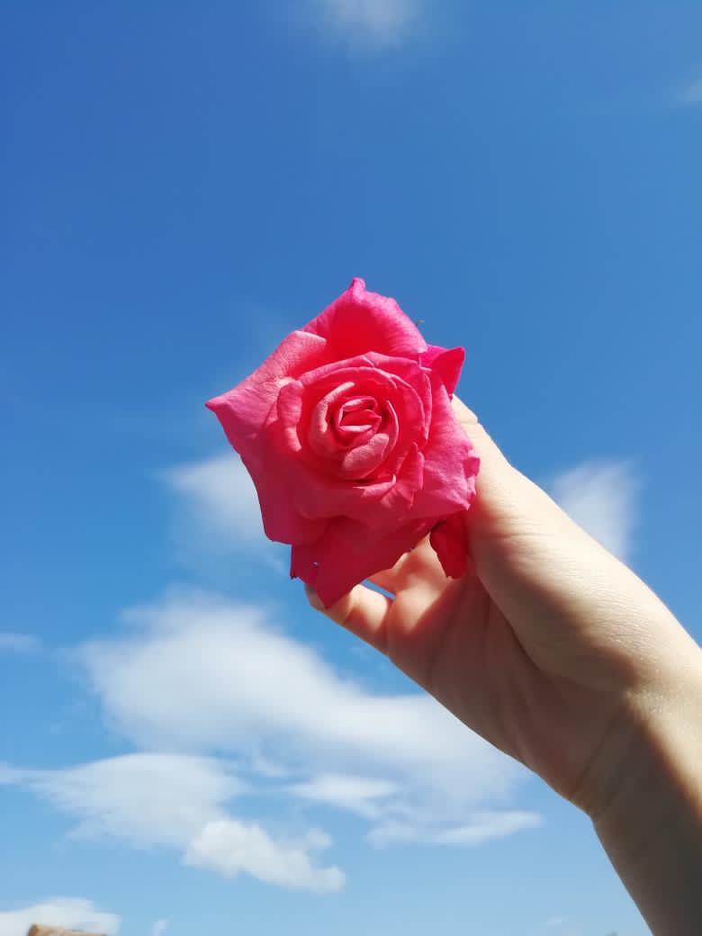 rose et fond ciel bleu