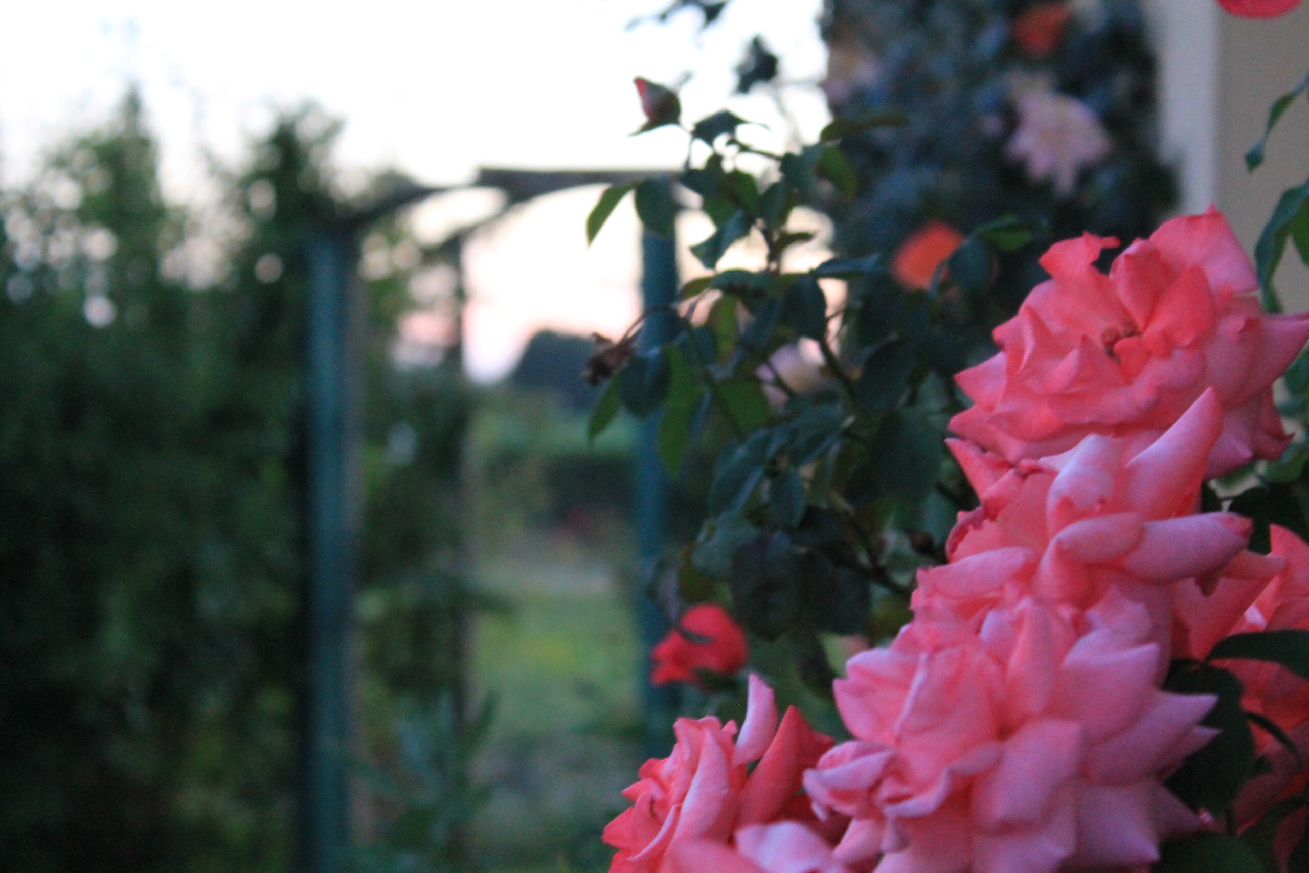 photo de roses avec fond flou
